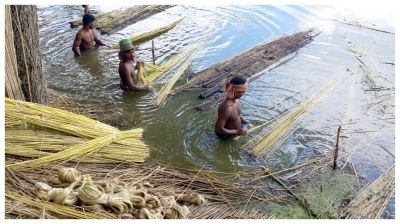 সালথায় অনাবৃষ্টিতে বাড়তি খরচ, পাটের ন্যায্যমূল্য নিয়ে শঙ্কায় চাষিরা