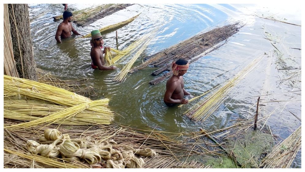 সালথায় অনাবৃষ্টিতে বাড়তি খরচ, পাটের ন্যায্যমূল্য নিয়ে শঙ্কায় চাষিরা