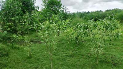 বিষখালী নদীর পাড়ে ৫০ হাজার বৃক্ষরোপণ
