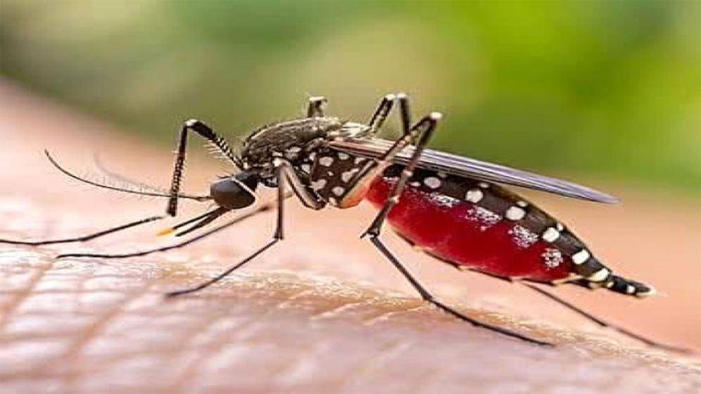 ঢাকার বাইরে ডেঙ্গুর সবচেয়ে ঝুঁকিতে যে পাঁচ জেলা