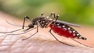 ঢাকার বাইরে ডেঙ্গুর সবচেয়ে ঝুঁকিতে যে পাঁচ জেলা