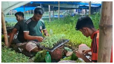 ব্রাহ্মণবাড়িয়ায় টমেটোর কলমের চারায় বদলে যাচ্ছে গ্রামের অর্থনীতি