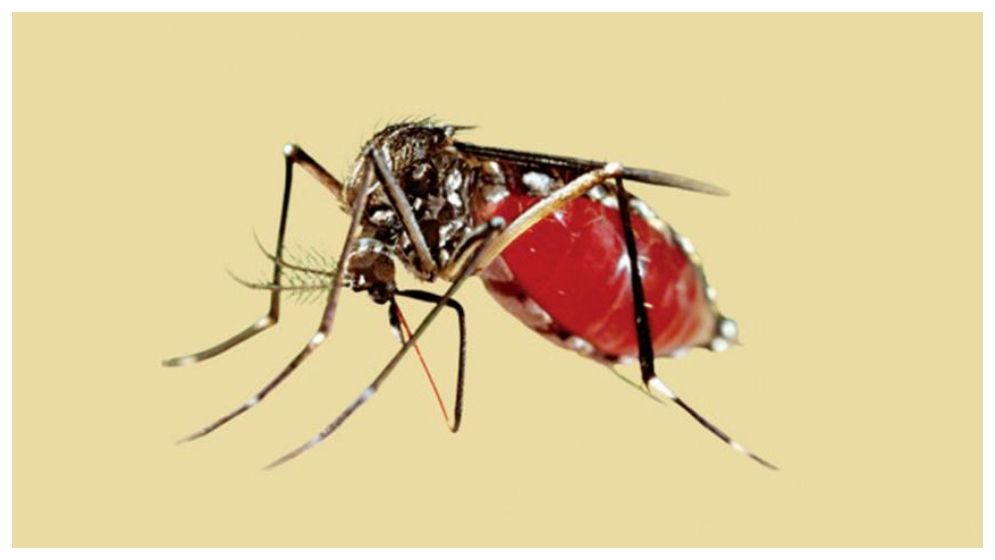 ডেঙ্গুতে আরও ২ মৃত্যু, হাসপাতালে ভর্তি ৯৮৮