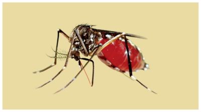ডেঙ্গুতে আরও ২ মৃত্যু, হাসপাতালে ভর্তি ৯৮৮