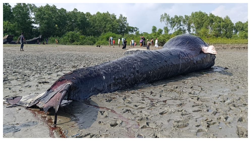 বরগুনায় জোয়ারে ভেসে এল ৩০ ফুট লম্বা মৃত তিমি