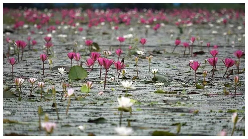 শাপলা তুলতে গিয়ে পানিতে ডুবে দুই শিশুর মৃত্যু
