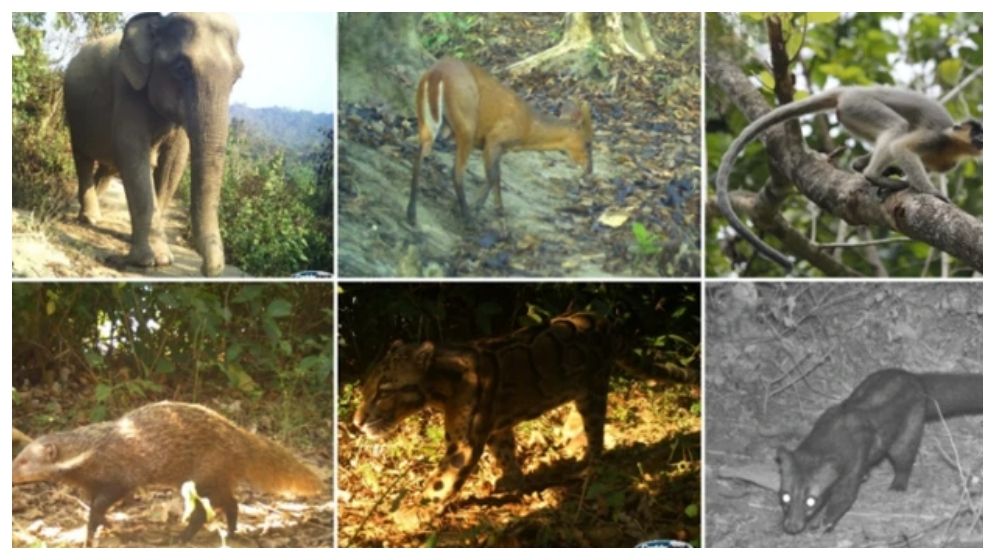 ইনানীতে বিপন্ন মেঘলা চিতাসহ আরও যেসব প্রাণীর দেখা মিলল