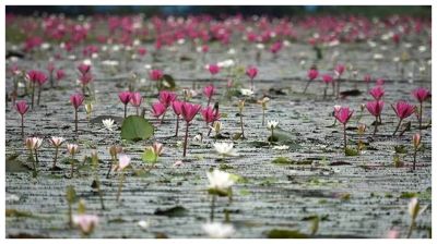 শাপলা তুলতে গিয়ে পানিতে ডুবে দুই শিশুর মৃত্যু