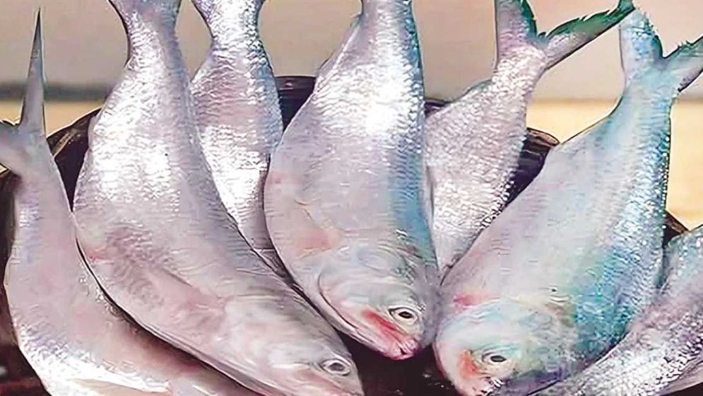 বাংলাদেশে ইলিশ রপ্তানি করছে ভারত, দুই মাসে এলো ৫০০ টন