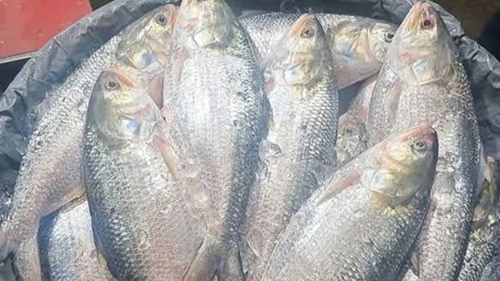 ইলিশ উৎপাদনে শীর্ষ বাংলাদেশেই এখন আসছে ভারতীয় ইলিশ