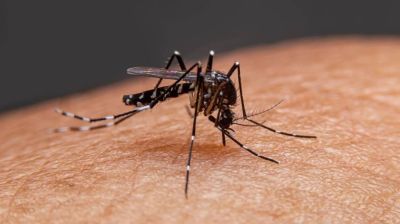 ডেঙ্গু কেড়ে নিলো আরও ৭ প্রাণ, হাসপাতালে নতুন ভর্তি ১৫৯৩