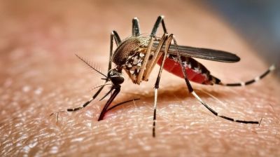 ডেঙ্গুতে আজও সাতজনের মৃত্যু, হাসপাতালে ভর্তি ১৭৫৩