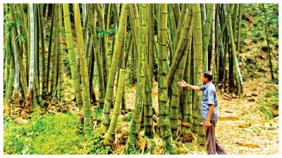 বাঁশ দিবসে জানুন ‘বাঁশ’ খাওয়ার ৪ উপকারিতা