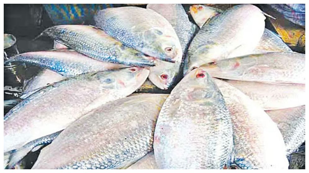 পদ্মা না মেঘনা, কোন নদীর ইলিশ বেশি সুস্বাদু?