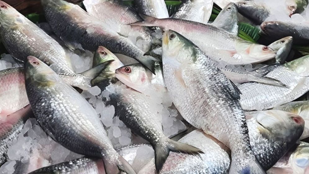 ১০৩ এনওসি বাতিল, ভারত থেকে বন্ধ ইলিশ আমদানি