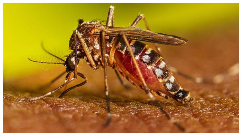 ডেঙ্গুতে আরও ৮ মৃত্যু