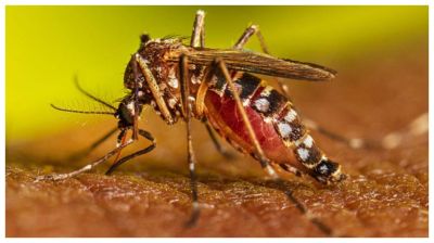 ডেঙ্গুতে আরও ৮ মৃত্যু