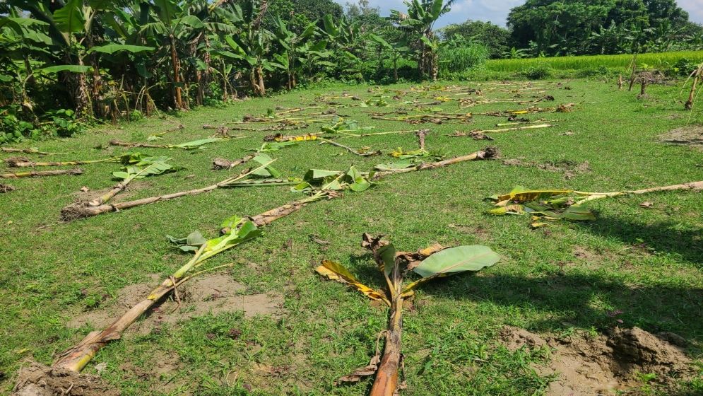 ফুলবাড়ীতে রাতের আঁধারে ১৫০টি কলাগাছ কাটার অভিযোগ