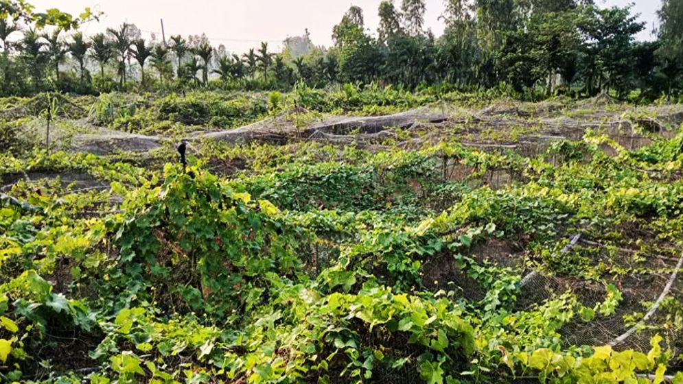 শখের কমলাগাছ থেকে ফারুকের বছরে আয় লাখ টাকা