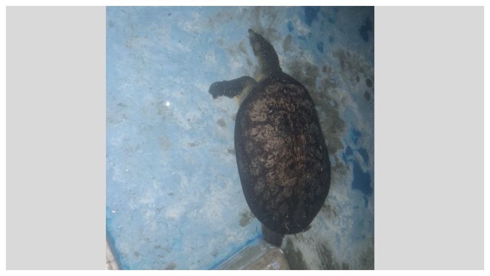 জাবিতে বিরল প্রজাতির ধুম কাছিম উদ্ধার