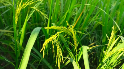 কুলিয়ারচরের মাঠে মাঠে আমনের সবুজ সমারোহ
