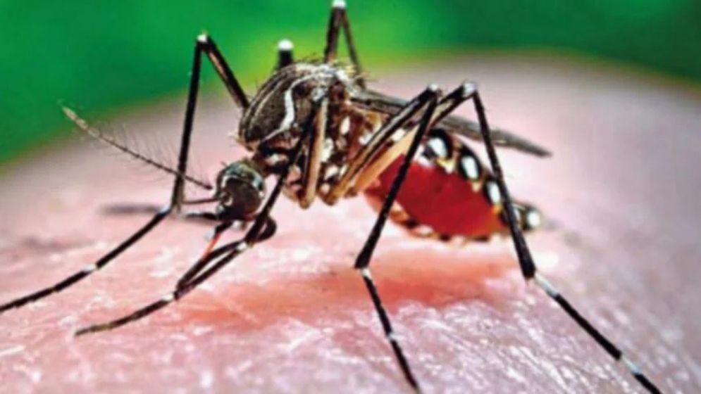 ডেঙ্গুতে আরও ৬ জনের মৃত্যু, হাসপাতালে ভর্তি ১৮৮৬