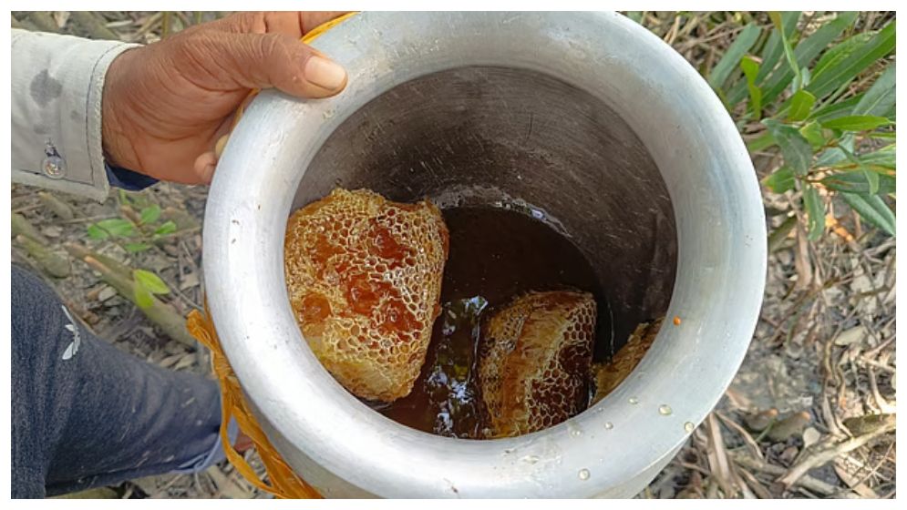 বাজারে অনেক মধু, খাঁটি কোনটা চিনবেন কীভাবে?
