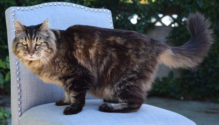 30-year-old Siamese cat is named world's oldest living cat