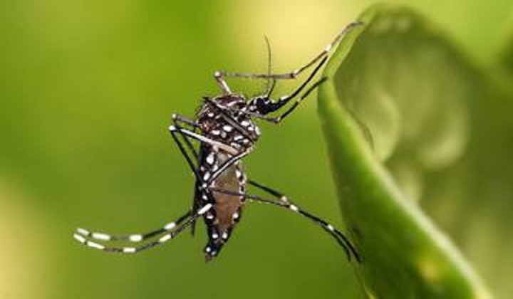 Easy steps to keep dengue away