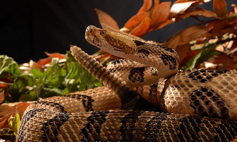 American snakes are falling sick