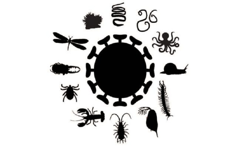 Bumper load of new viruses identified