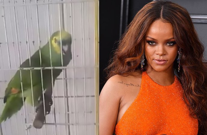 Parrot sings Rihanna song better than Rihanna (Video)
