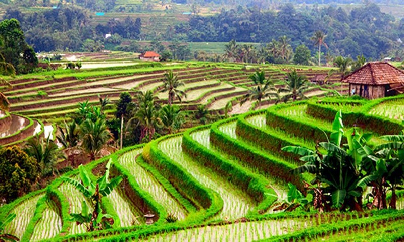 Bali named the best global travel destination for 2017