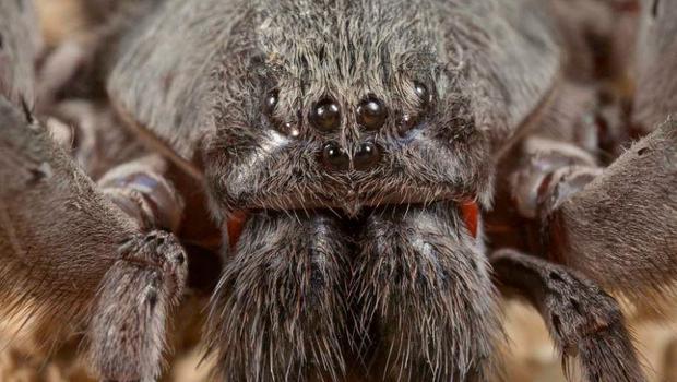 New species of cave dwelling spiders identified