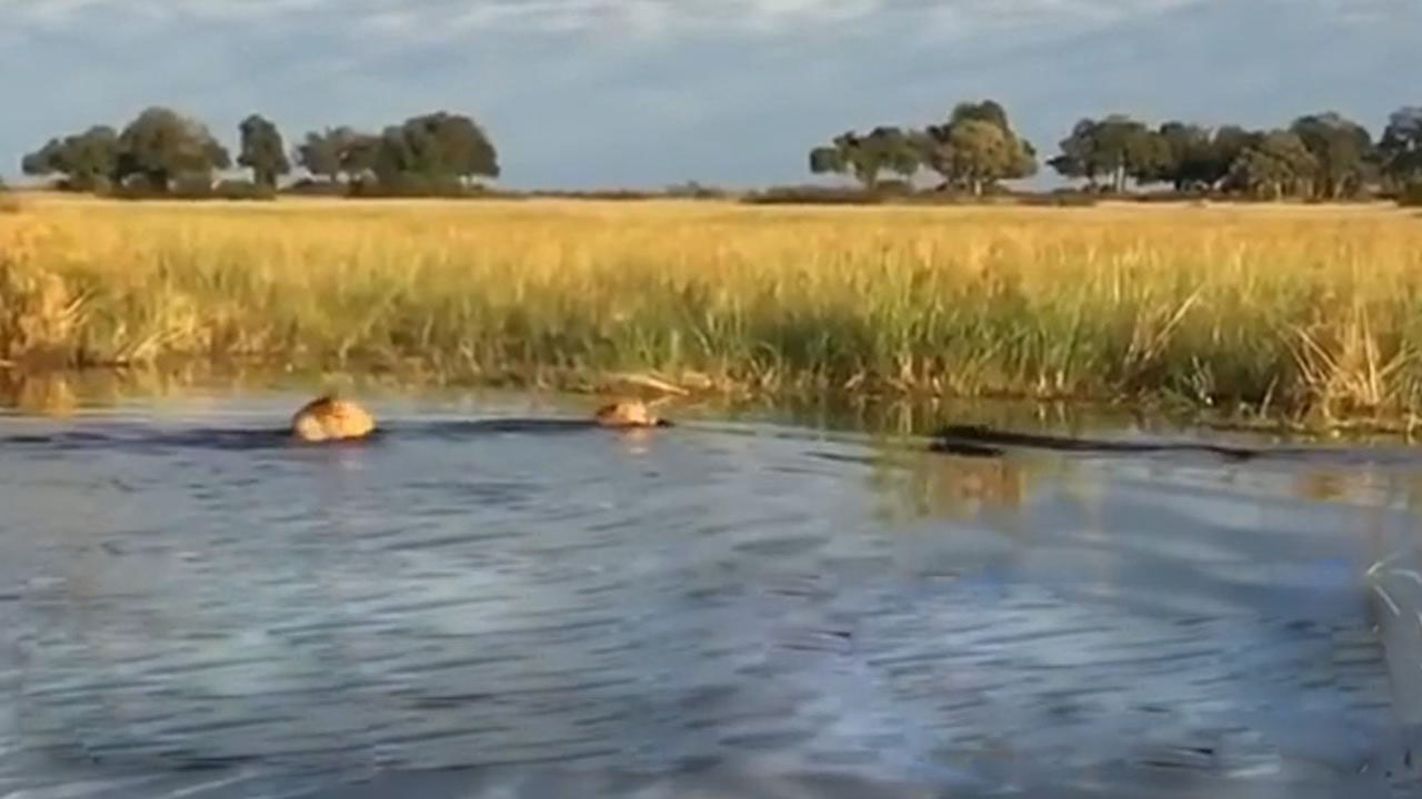 Lion fights crocodile to save younger brother (Video)