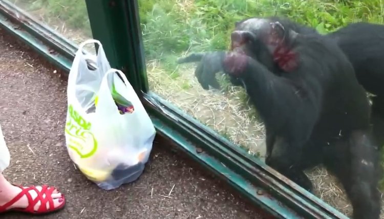 Smart chimp asks zoo visitors for drink (Video)
