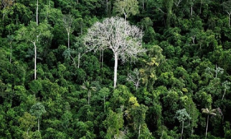 Brazil opens vast Amazon reserve to mining