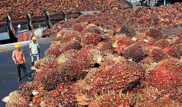 Malaysia's palm stockpile rise 8.8 pct in August