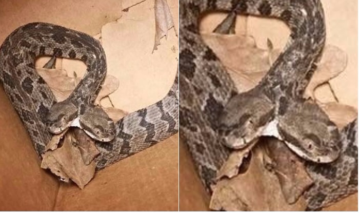 Two-headed rattlesnake found in United States