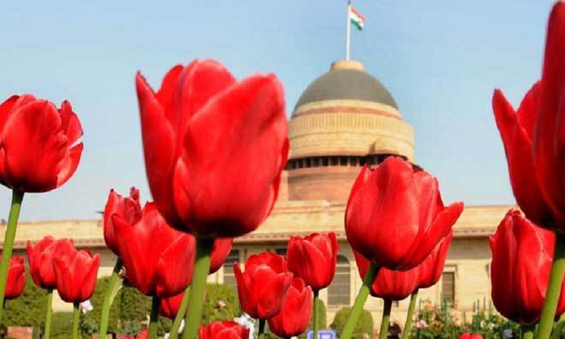 The medieval gardens and vineyards of Delhi