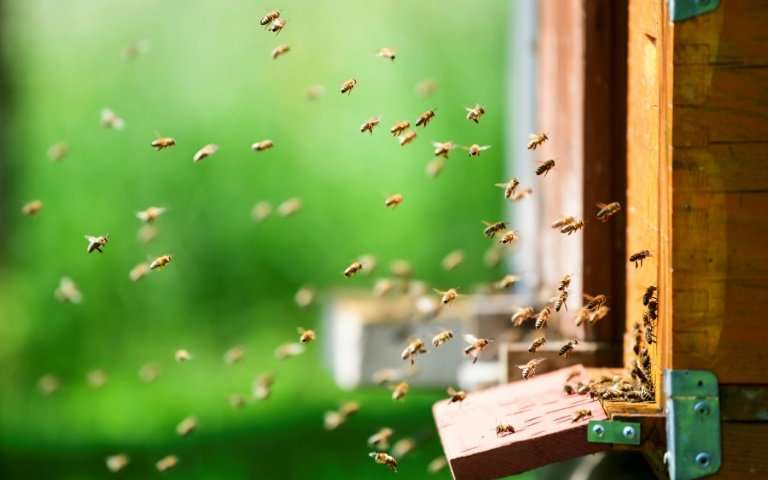Slovenia, a land with beekeeping in its genes