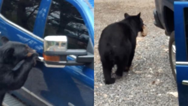 Hungry bear opens car door like a boss, steals food (Video)