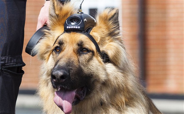 Some police dogs now have cameras too