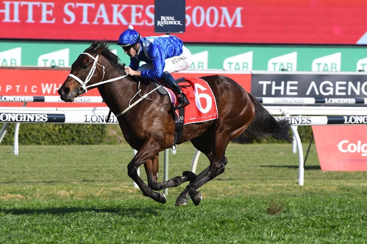 Horse named 'Australian of the Year'