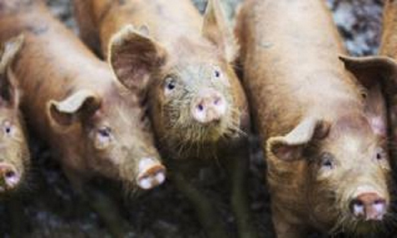 Russian woman 'eaten by pigs' after collapsing