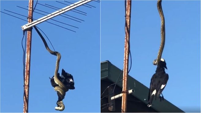 Python devours large currawong bird as it dangles from TV antenna (Video)