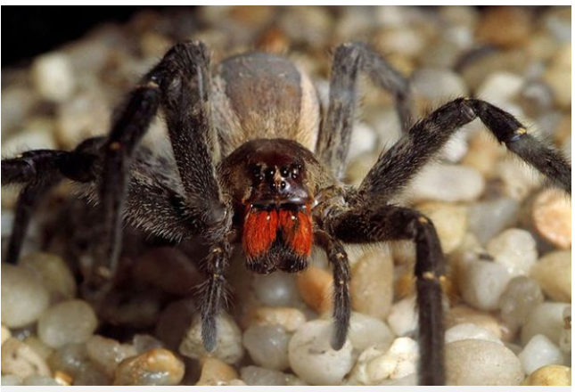 Deadly spider venom more effective than Viagra!
