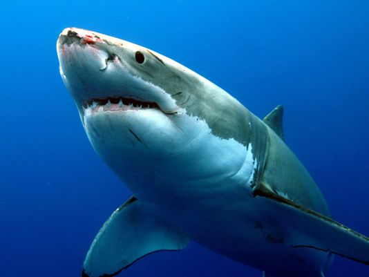 Many sharks closer to extinction than feared: Red List