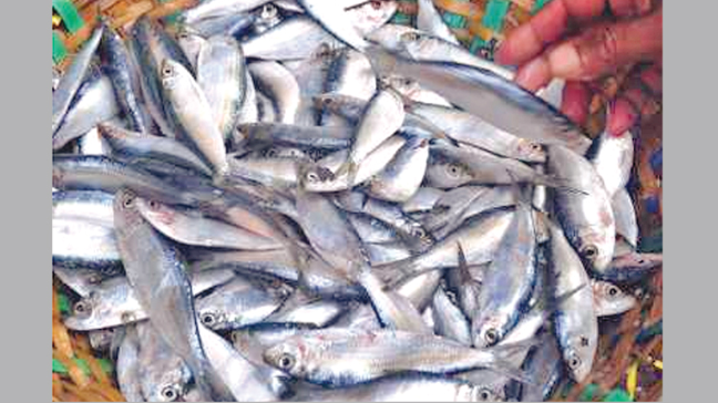 25 maunds of Jatka seized in Chandpur 