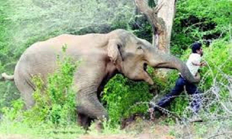Wild elephant tramples 5 people to death in Odisha